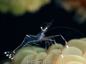 I tooked around 20 pictures of these shrimps within 10 mi... by Olivier Notz 